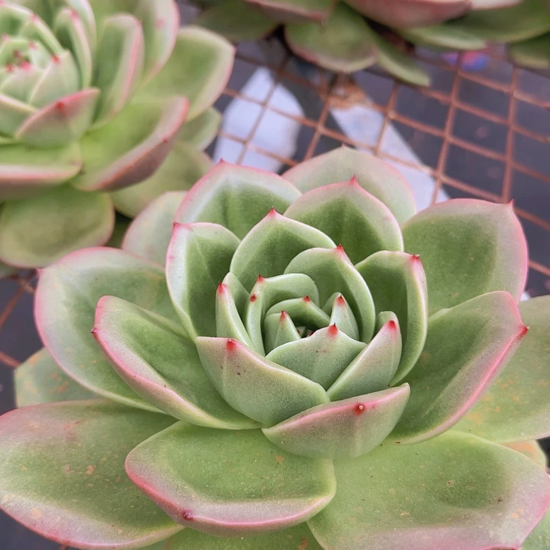 【闪购商品】狮子王