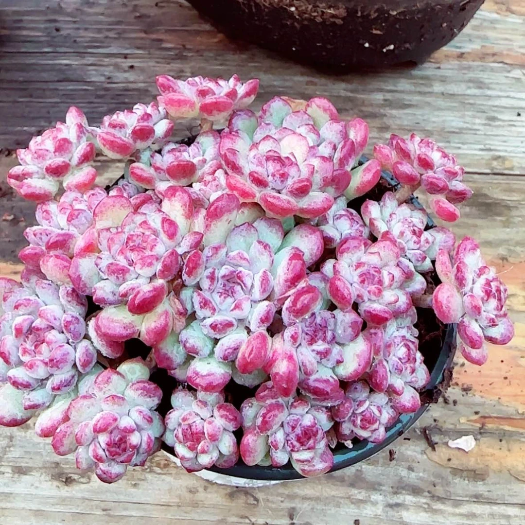 【闪购商品】萌豆多肉