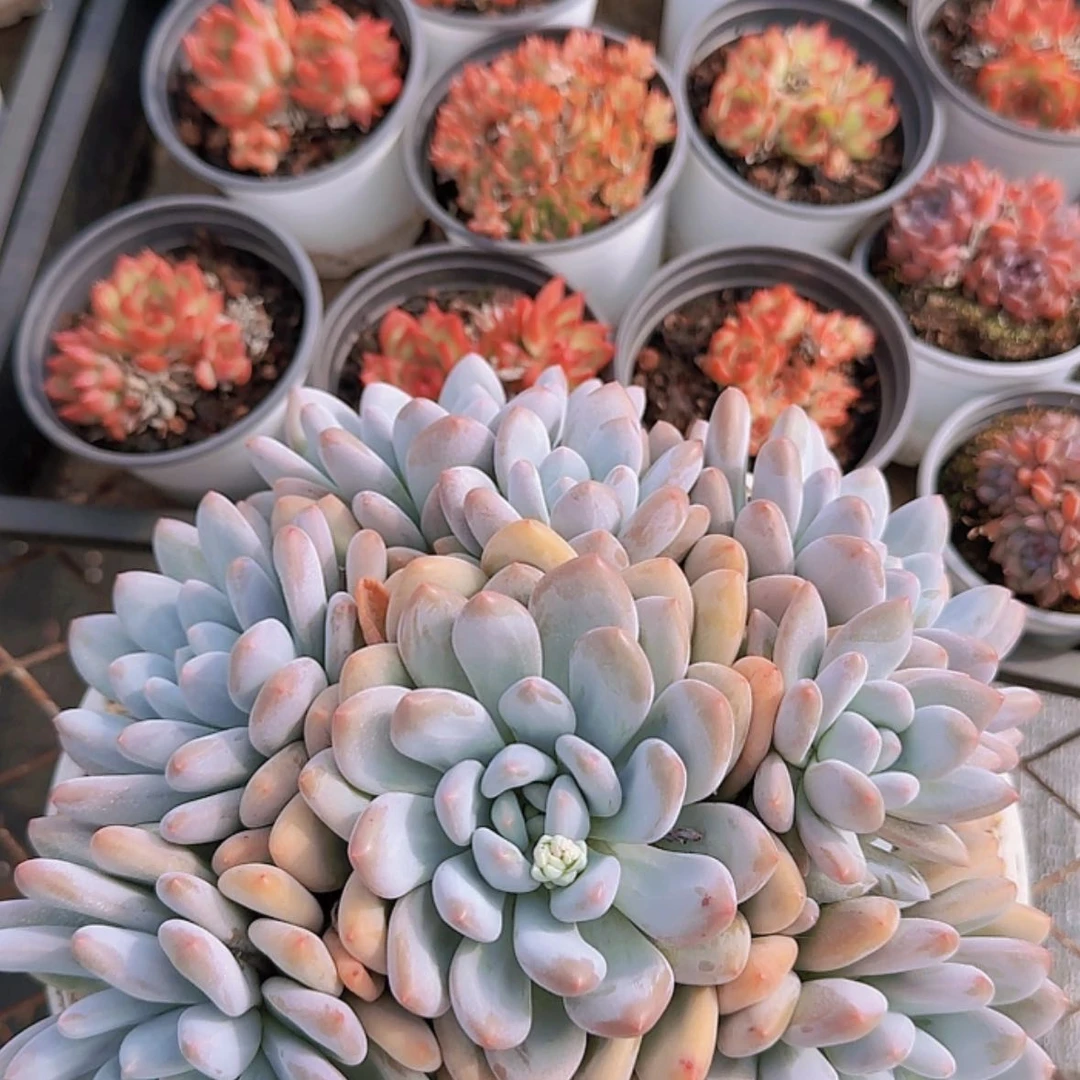 【闪购商品】超大香水