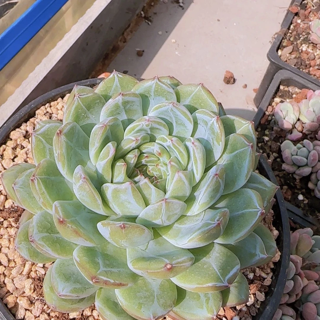 【闪购商品】大雪花珍妮