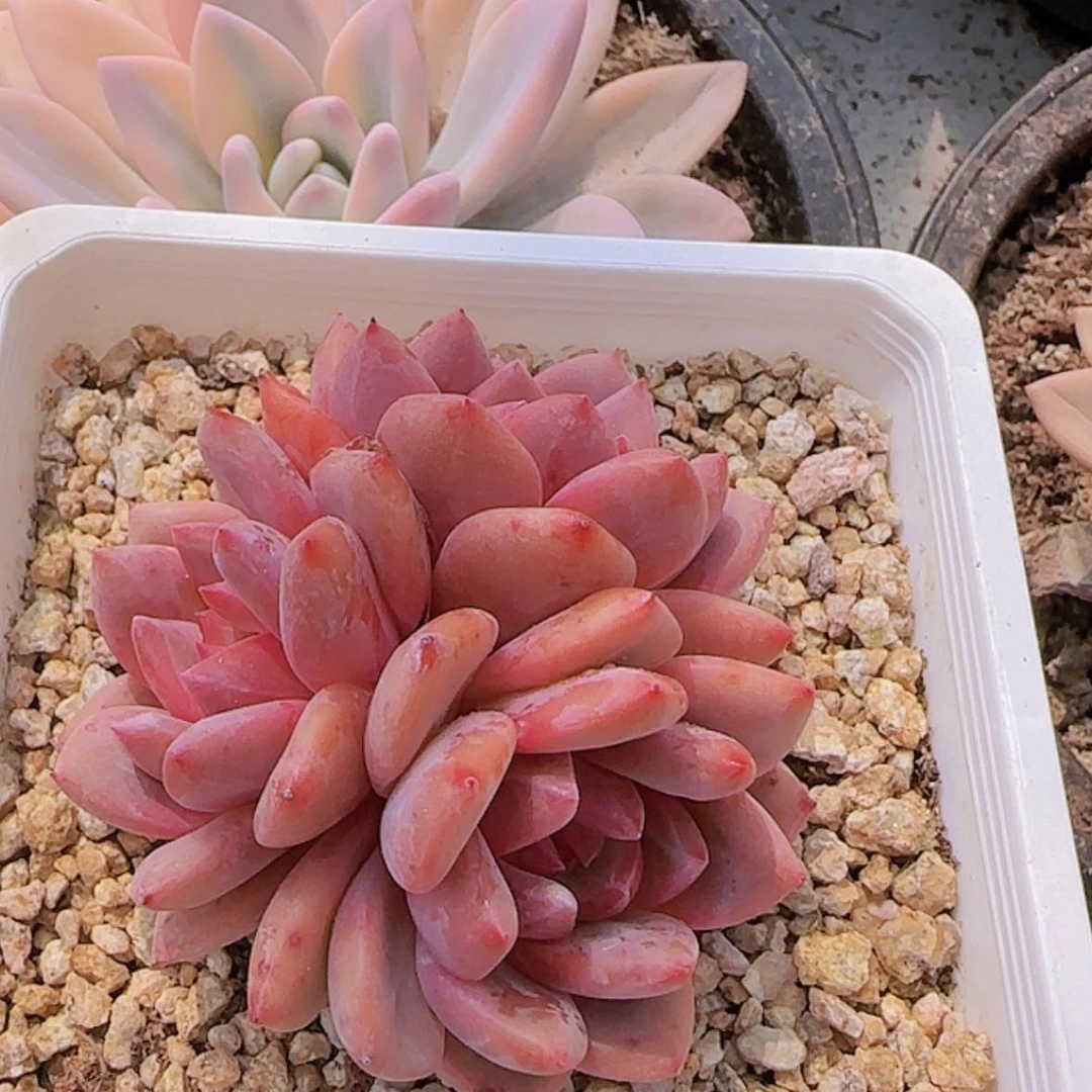 【闪购商品】三头爱丽儿