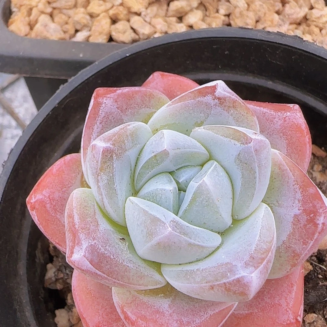 【闪购商品】冰玉，