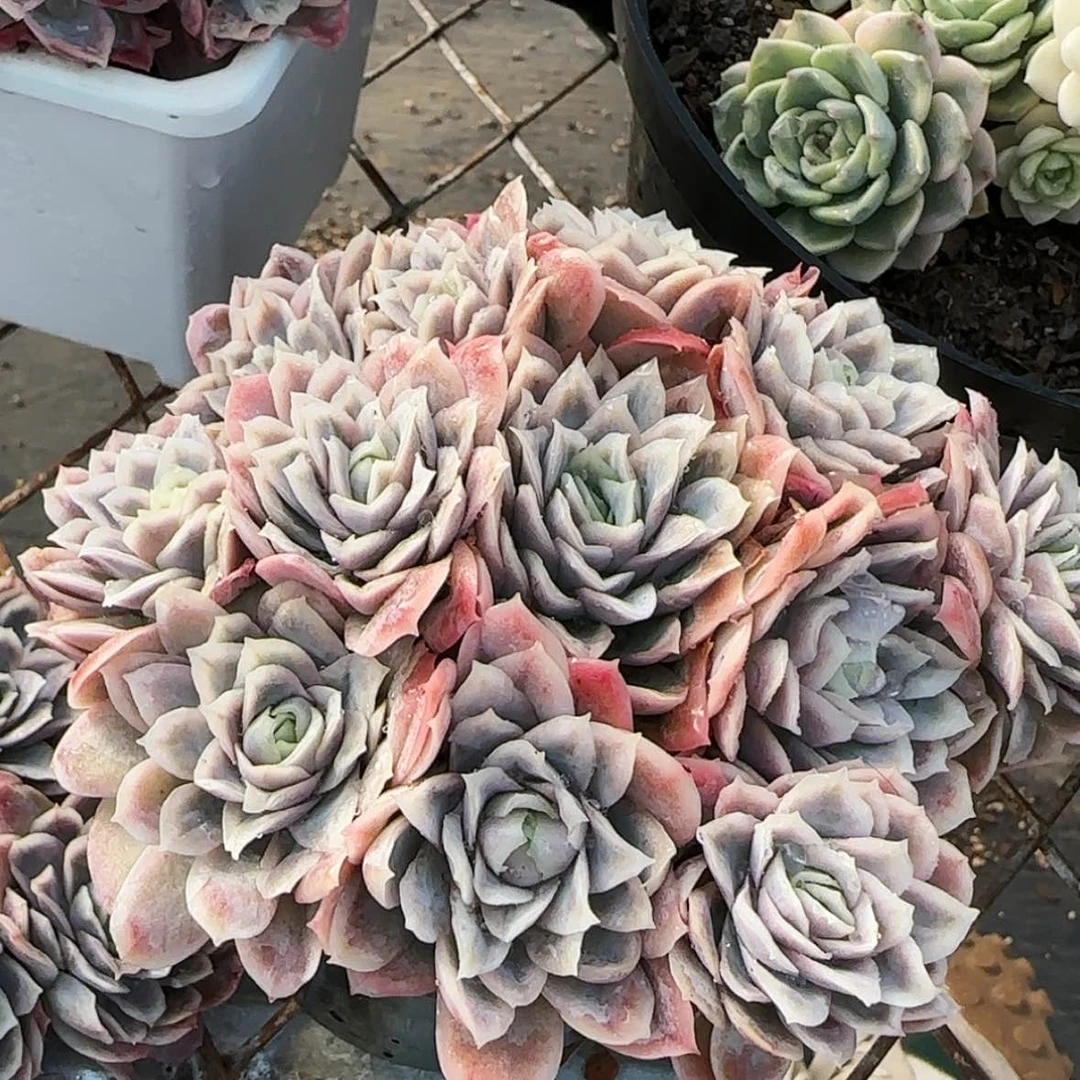 【闪购商品】女王玫瑰锦
