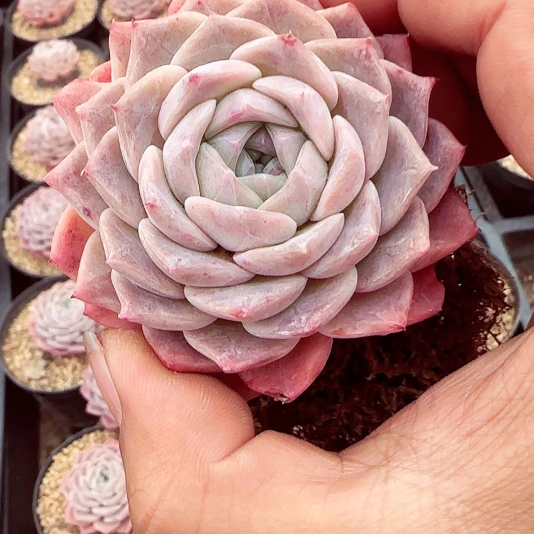 【闪购商品】粉石头