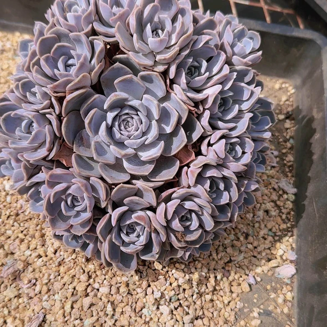 【闪购商品】手捧汉堡