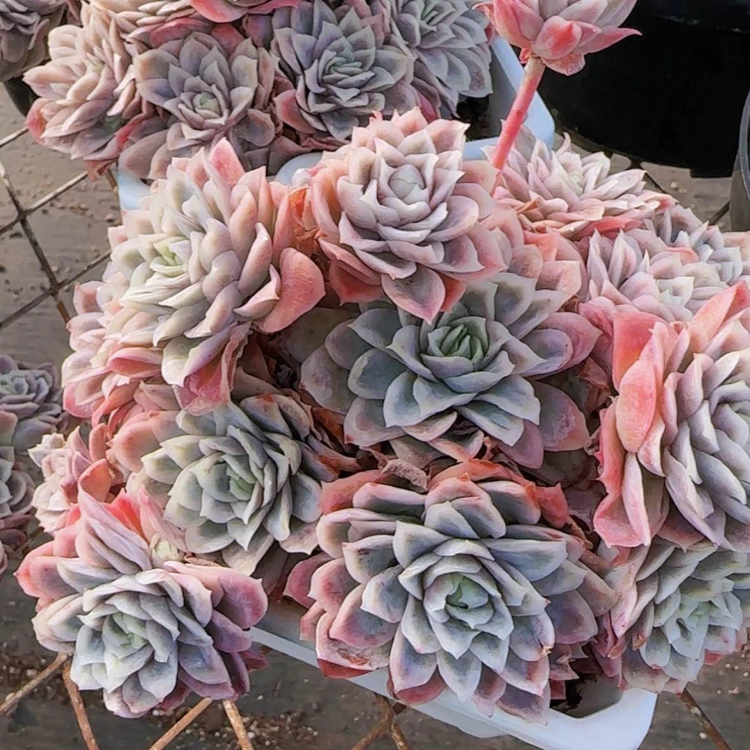 【闪购商品】女王玫瑰锦