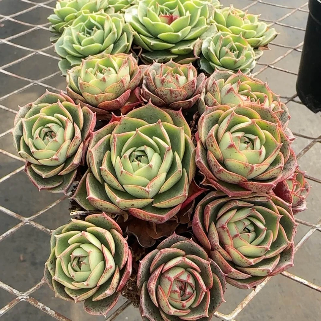 【闪购商品】圆叶罗西码