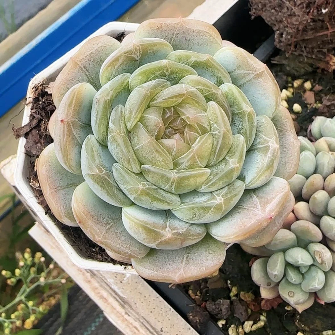 【闪购商品】白色恋人