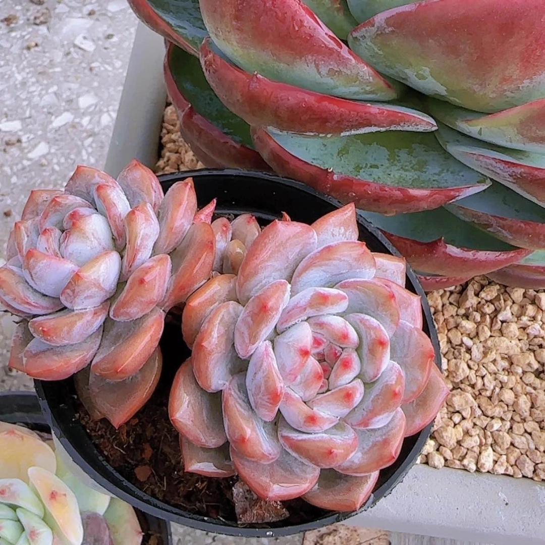 【闪购商品】双头石榴籽