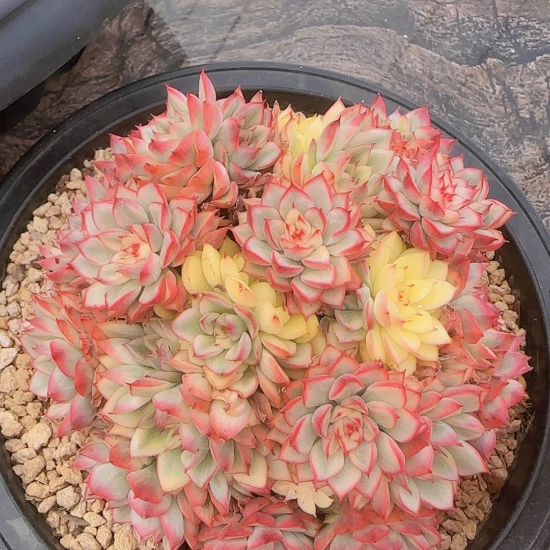 【闪购商品】女雏锦