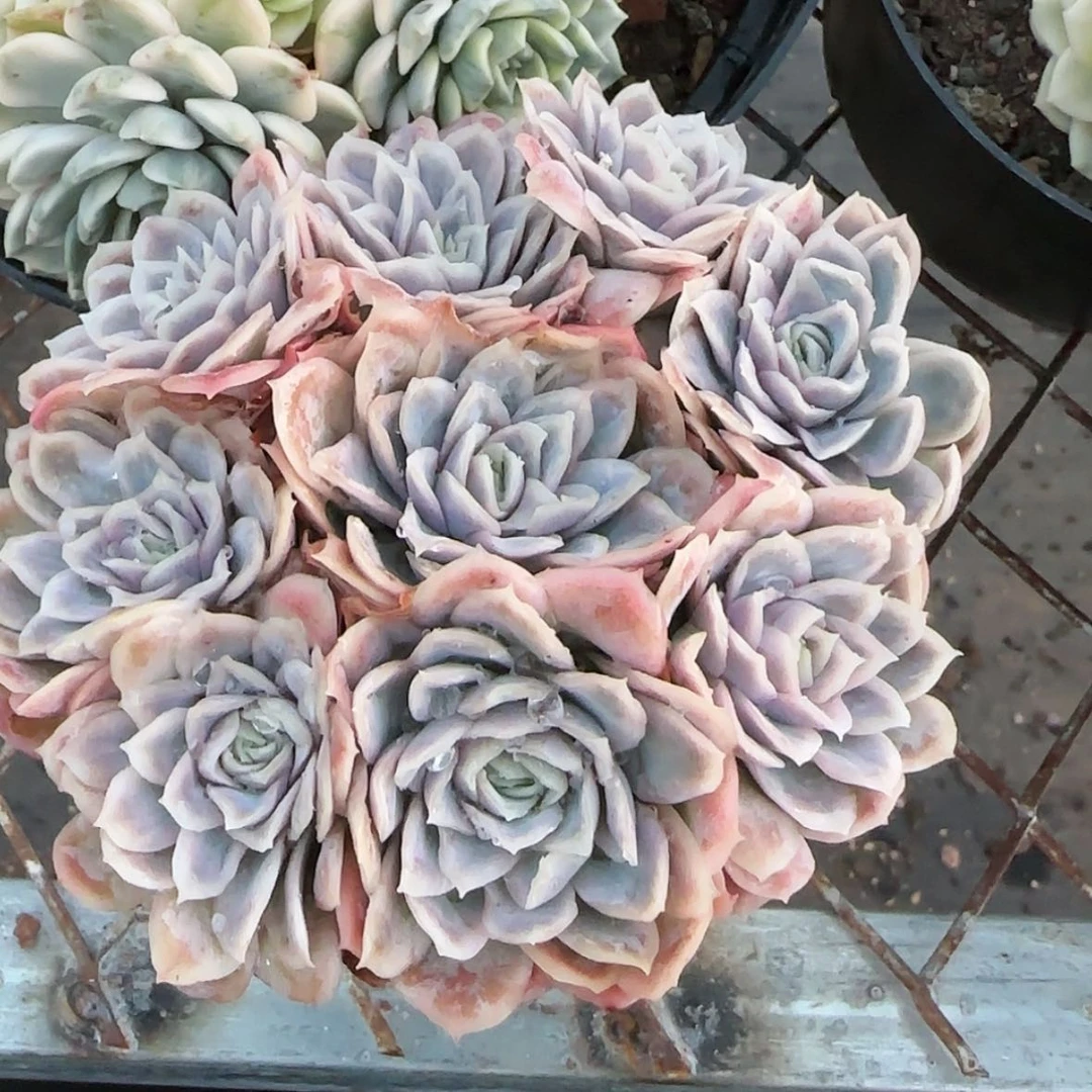 【闪购商品】女王玫瑰锦