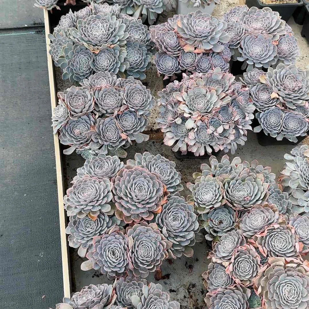 【闪购商品】手捧老桩天赐