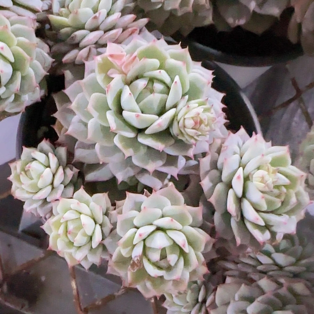 【闪购商品】静夜多肉