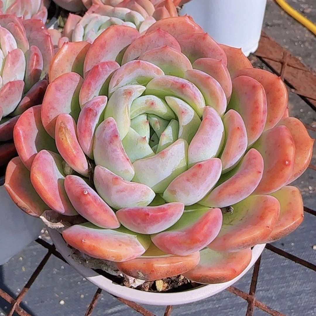 【闪购商品】胭脂橙