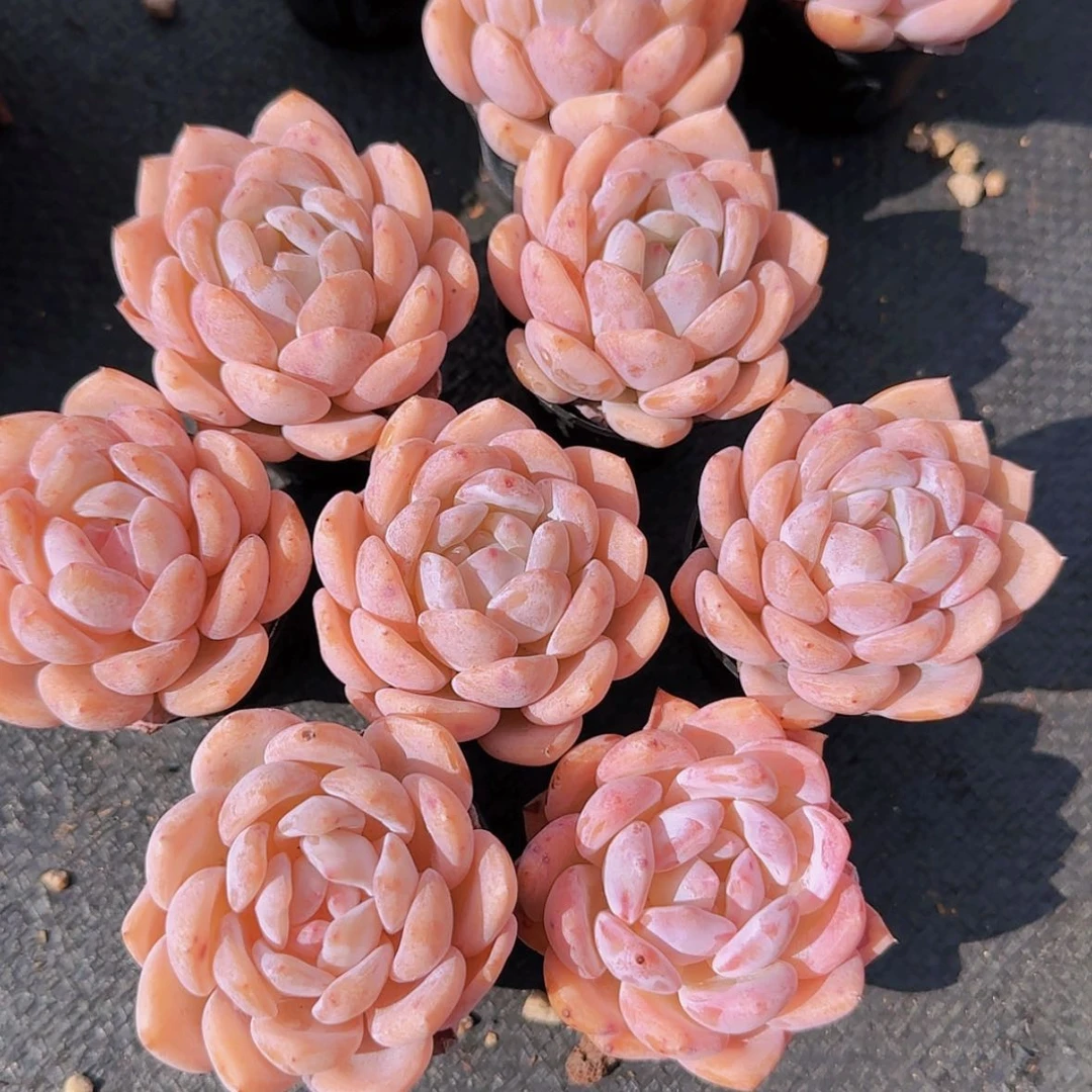 【闪购商品】小橙7颗