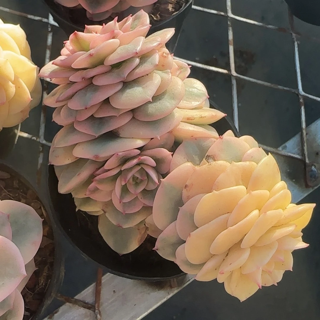 【闪购商品】腊牡丹锦