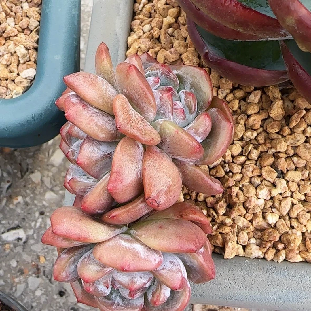 【闪购商品】三头石榴籽