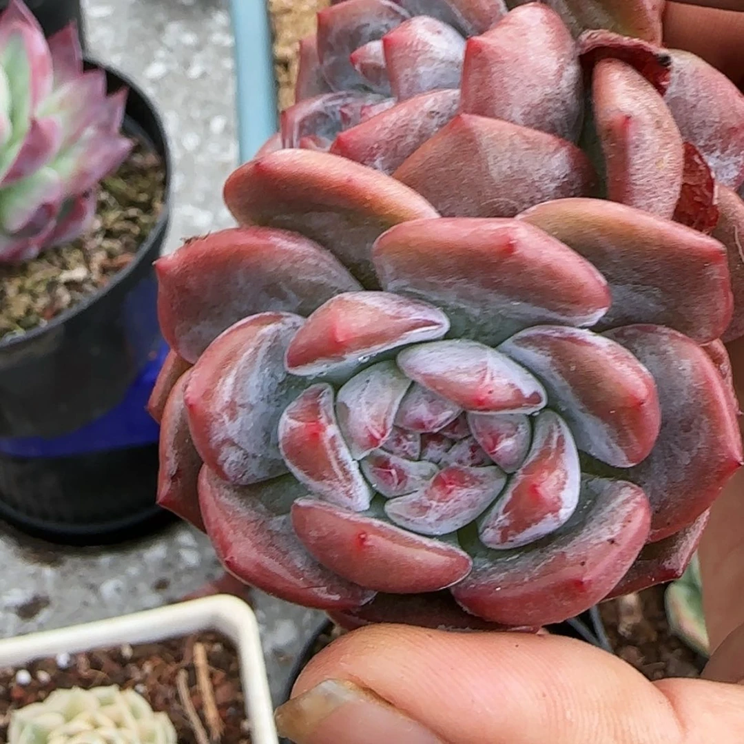 【闪购商品】三头石榴籽