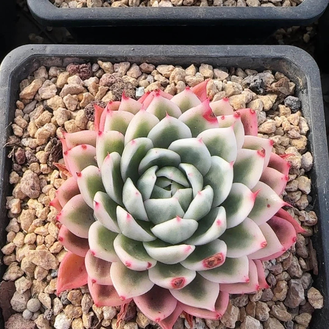 【闪购商品】单头蝴蝶飞舞