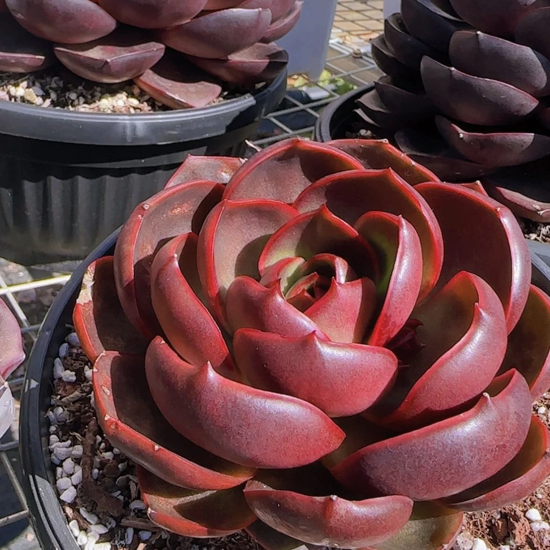 【闪购商品】红灯，