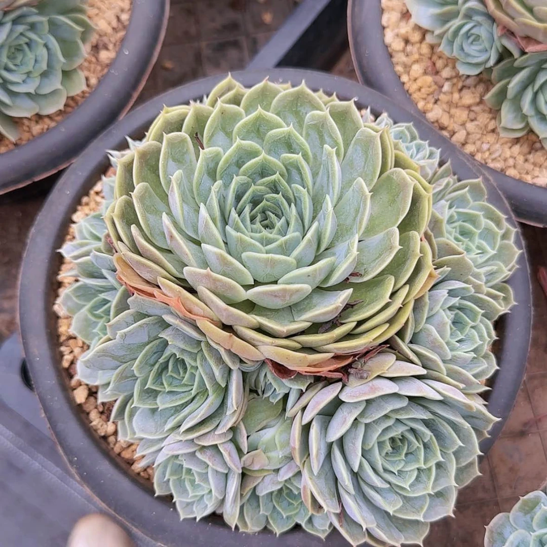 【闪购商品】手捧昂斯诺