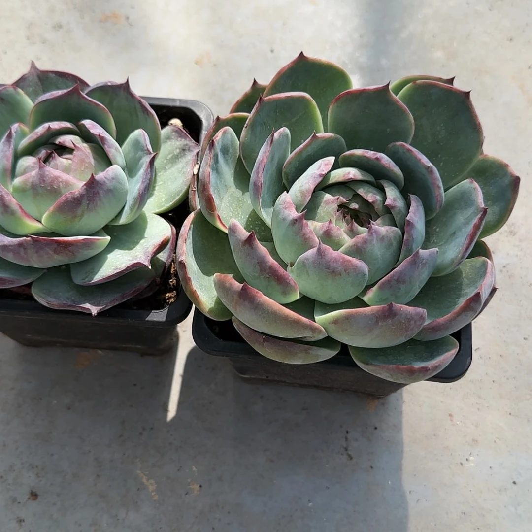 【闪购商品】退锦惊鸿