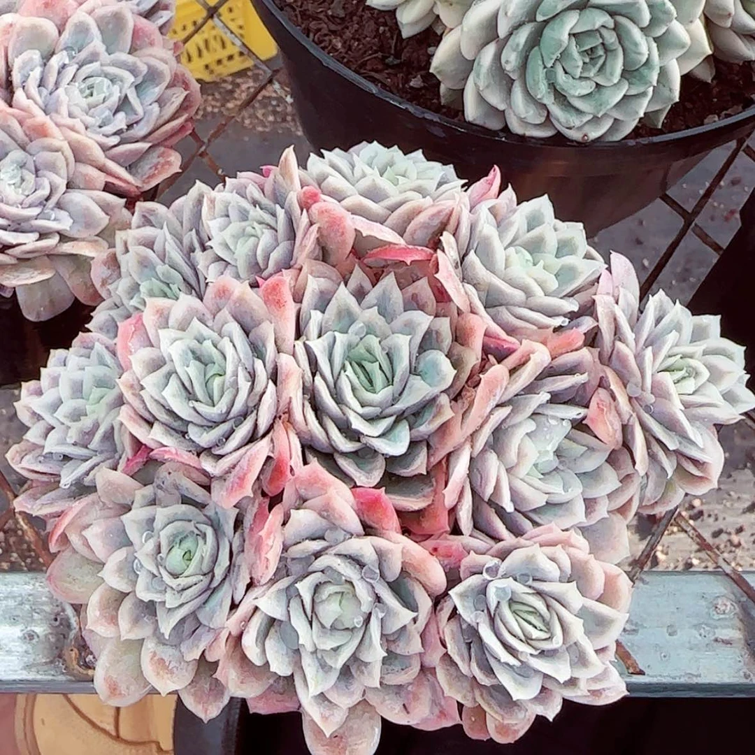 【闪购商品】女王玫瑰锦