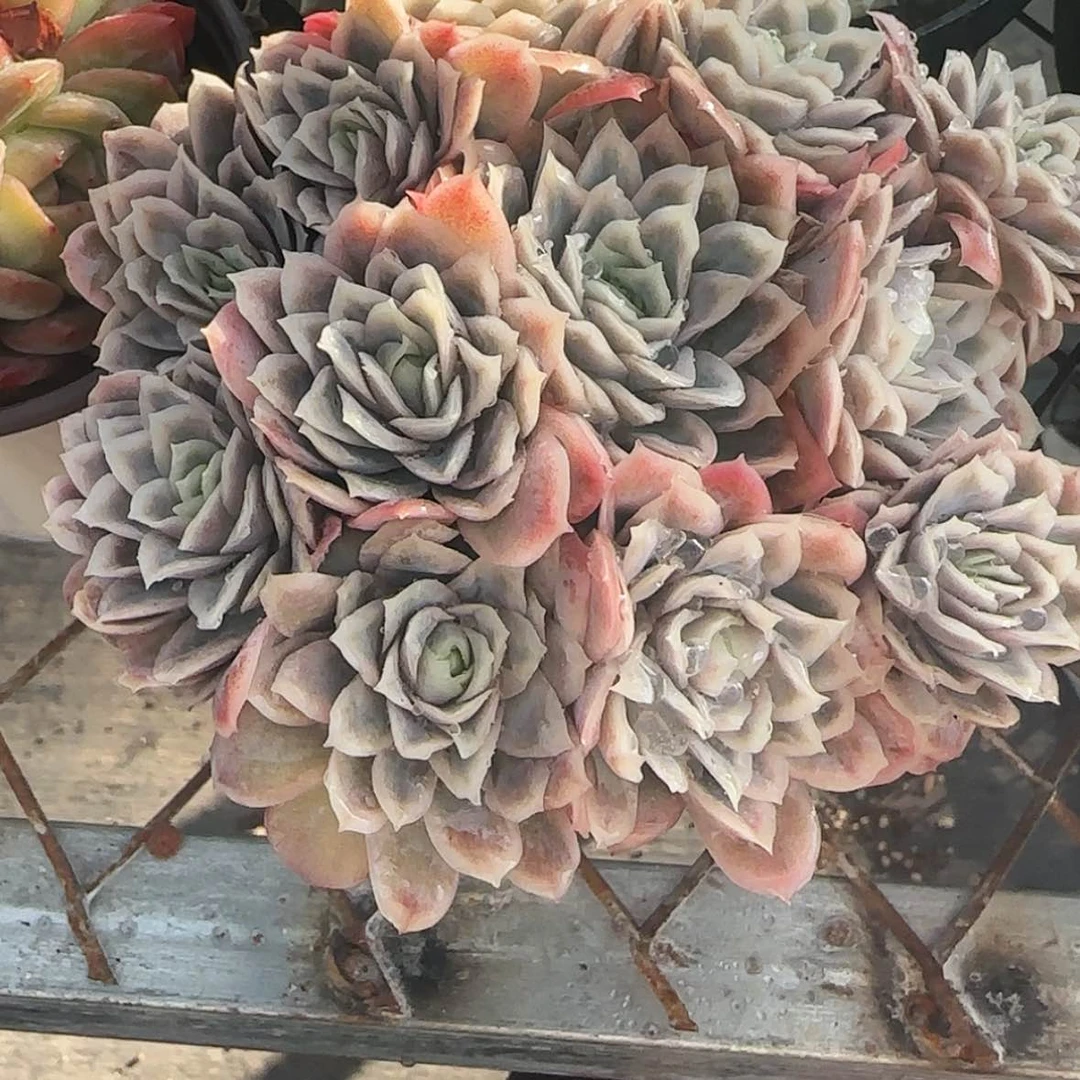 【闪购商品】女王玫瑰锦