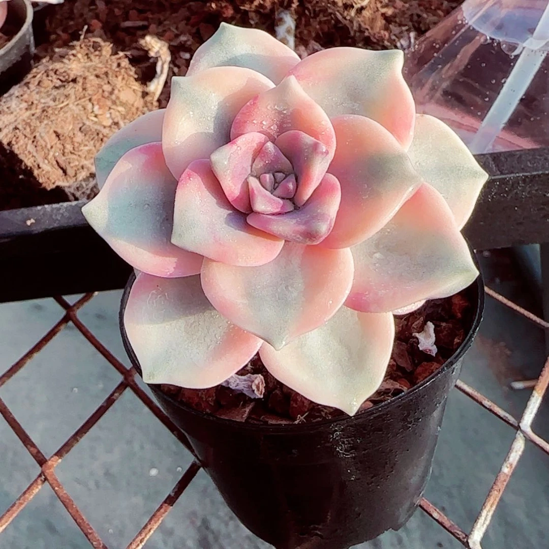 【闪购商品】紫乐锦
