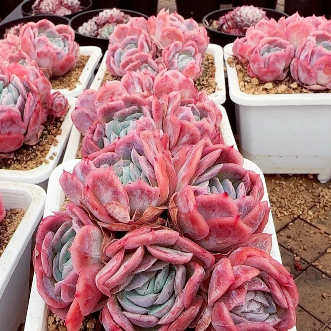 【闪购商品】贝壳西娜多肉