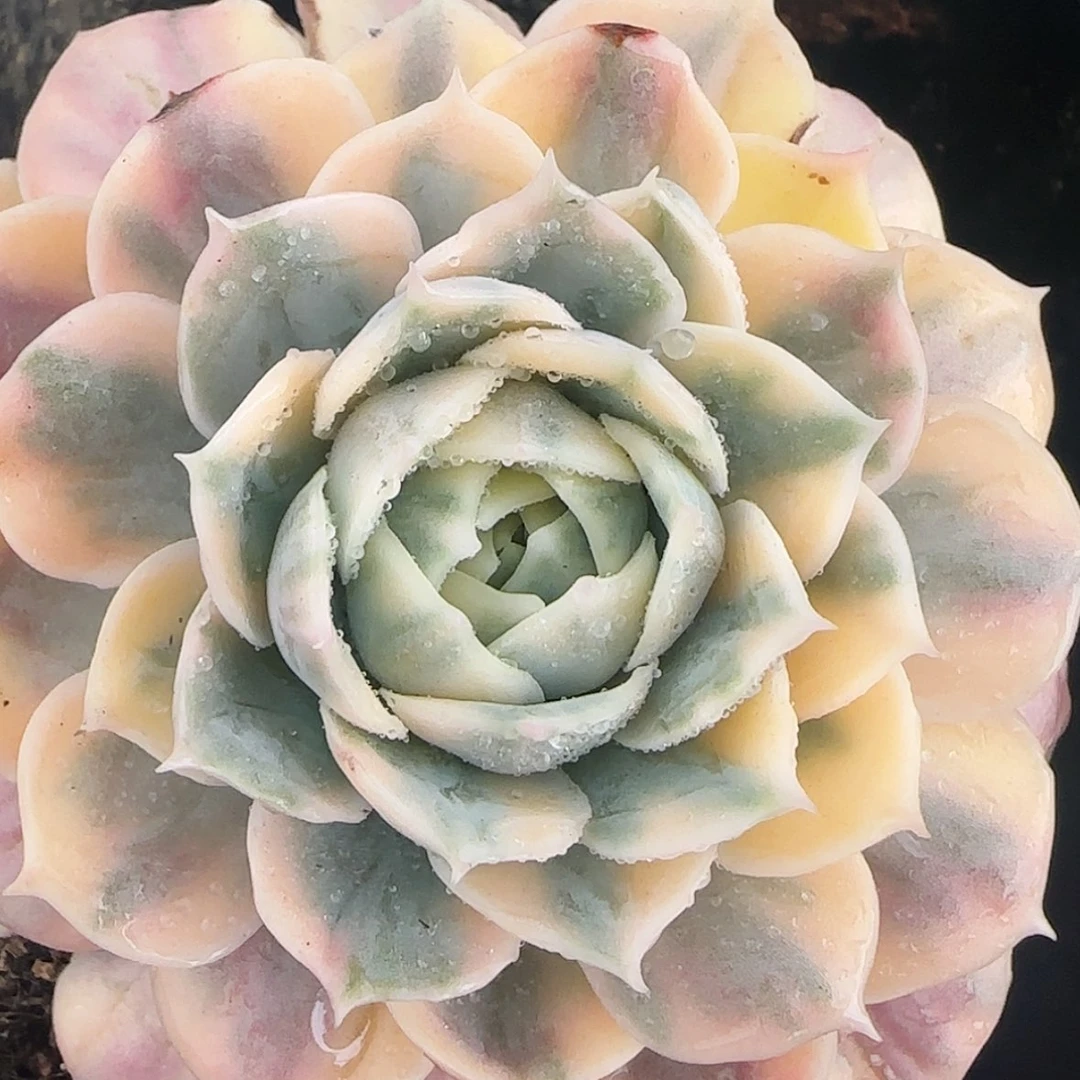 【闪购商品】昂斯诺锦