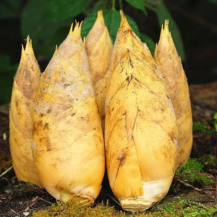 临安冬笋现挖现发切除老根带壳高山竹笋鲜嫩饱满农家鲜甜嫩笋当季