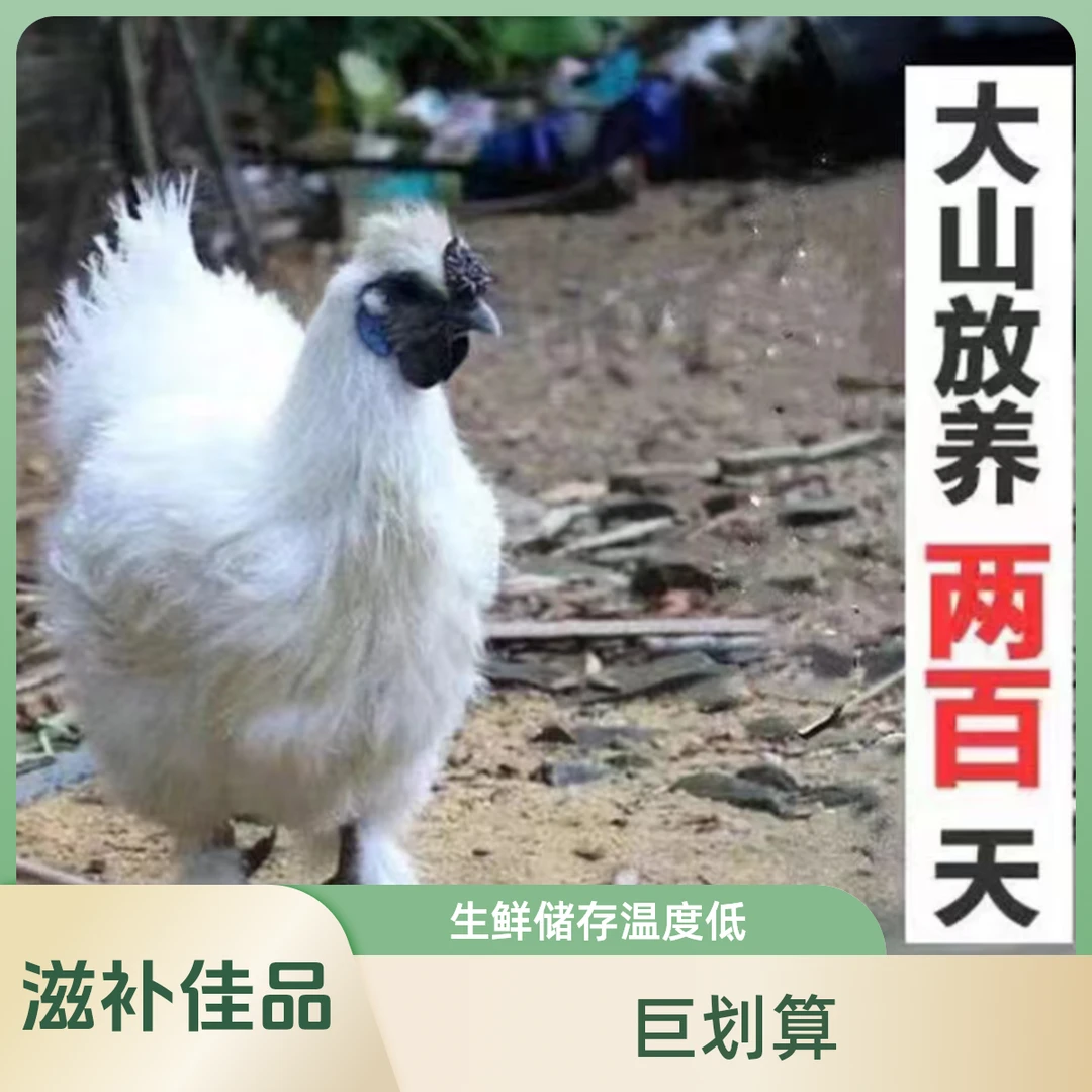拍1发4（大点的发3只）顺丰包邮正宗白凤土乌鸡新鲜现杀完净重5-6斤