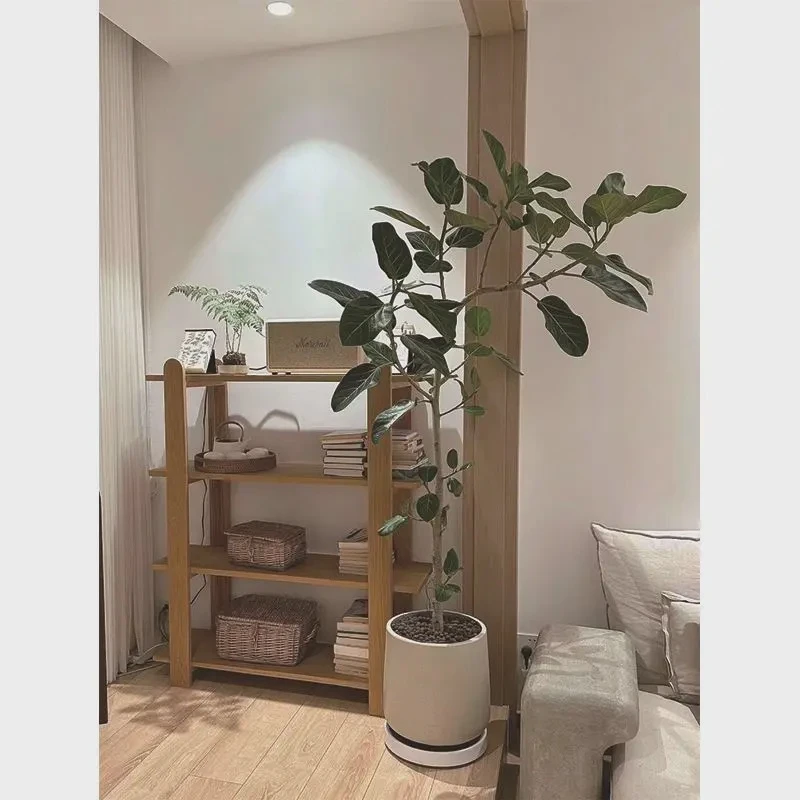 网红造型孟加拉榕盆栽大型绿植黄金榕高山榕树室内客厅落地橡皮树