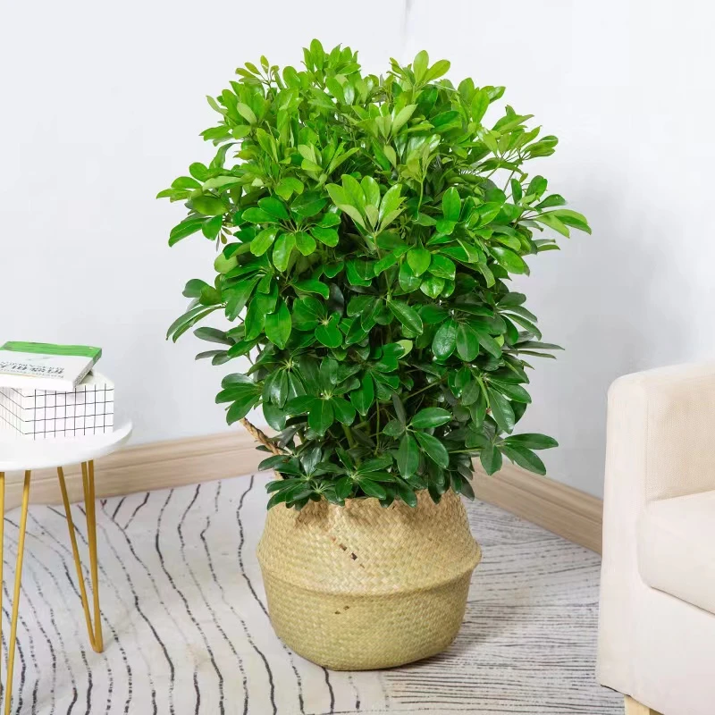 小型简约风鸭脚木室内绿植盆栽客厅吸甲醛植物好养易活鸭脚木