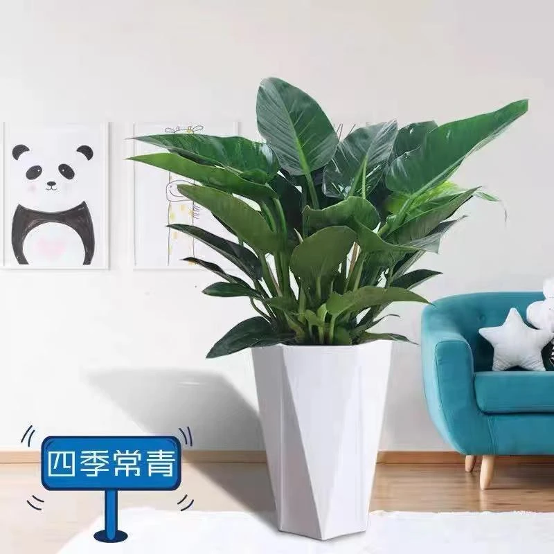 红钻盆栽金钻蔓绿绒盆景办公室家居室内常绿植物清新空气红钻盆栽