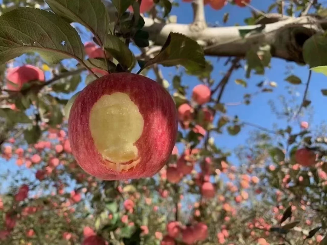 洛川红富士苹果75#80#85#果往上混装，总重量重13斤，现摘现发