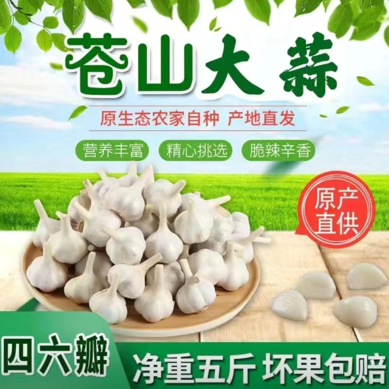 正宗苍山四六瓣大蒜调味品农家产地直供白皮蒜批发饱满大蒜头干蒜