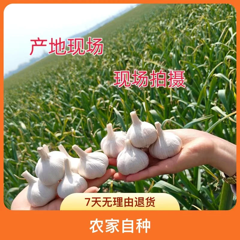 苍山四六瓣鲜蒜蒜头批发大蒜产品直供自然白蒜调料蒜种子基地香辣