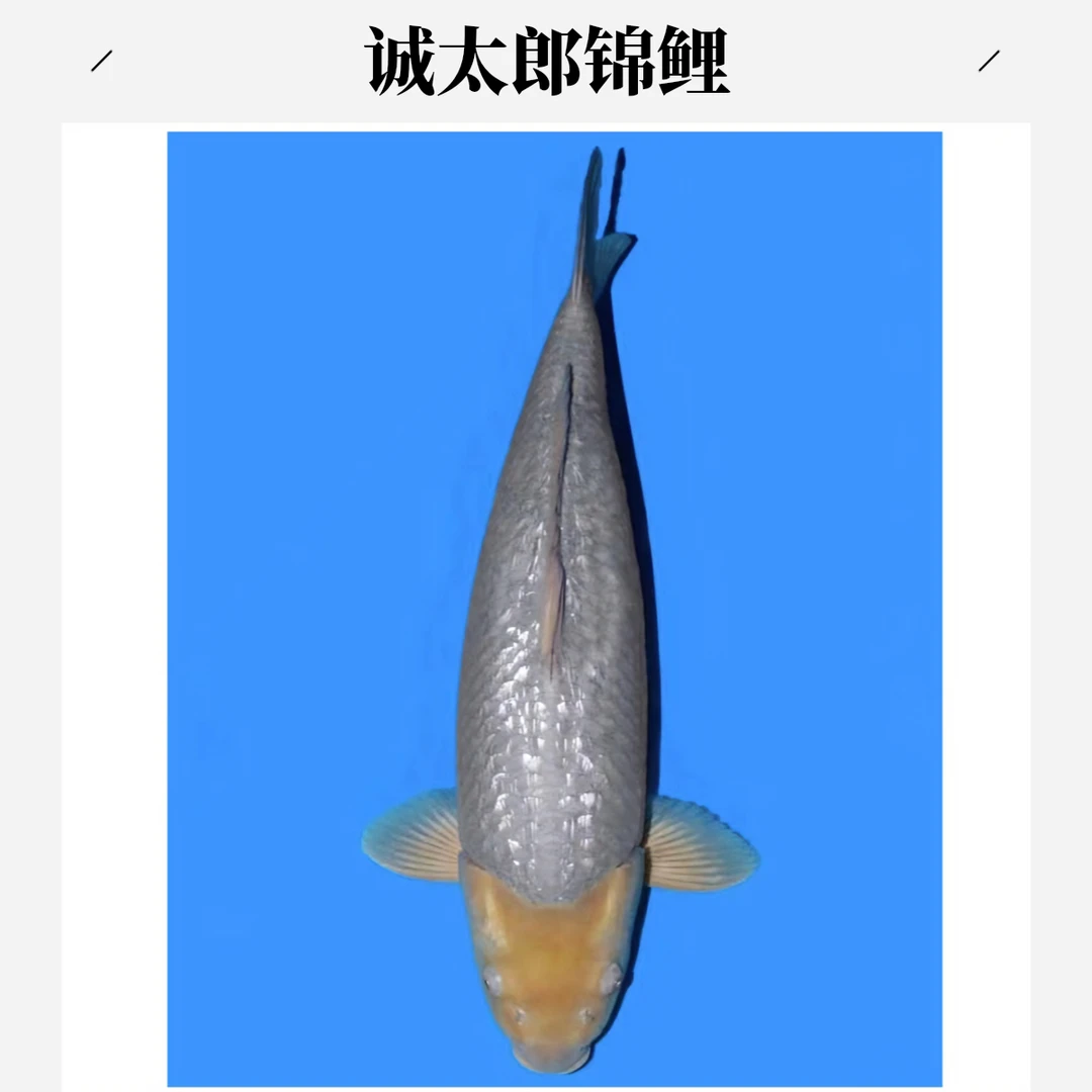 锦鲤空鲤-诚太郎血统观赏鱼饲养活体发货水族