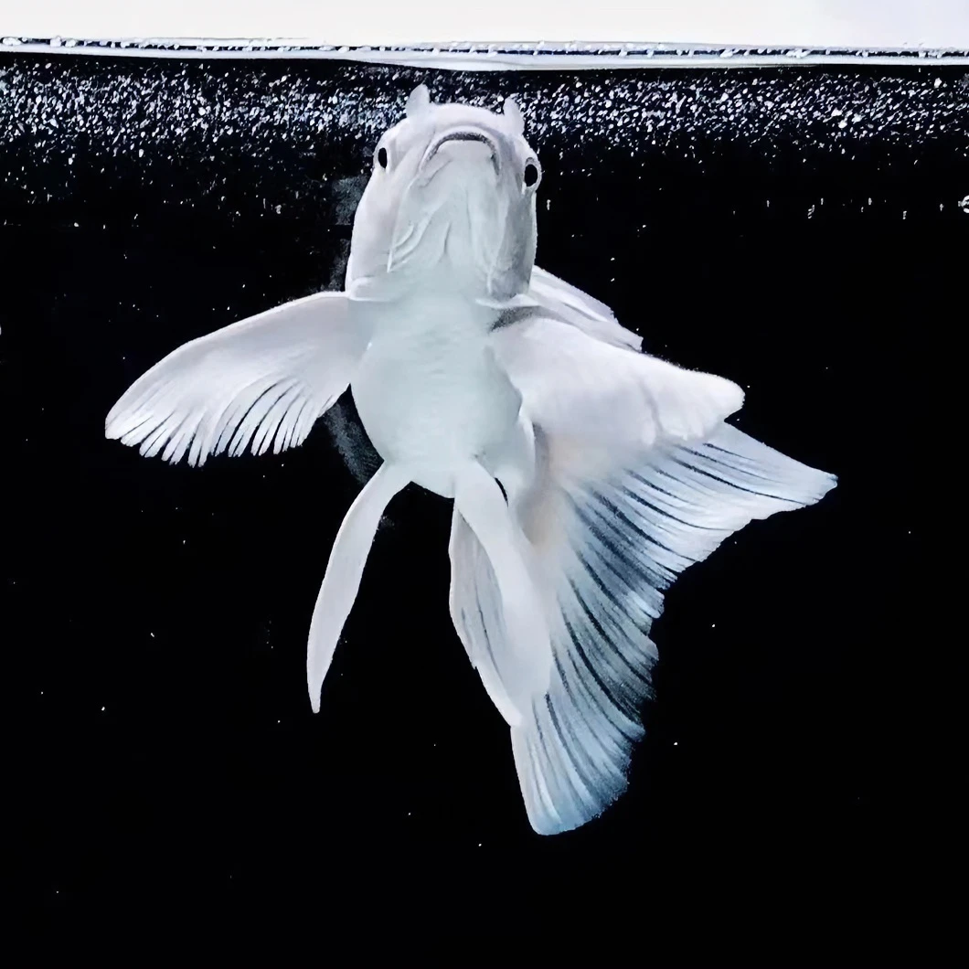小豆蝴蝶鲤普身白色精选当岁水族活体饲养小型