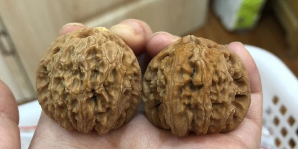 白狮子（尖有黄）