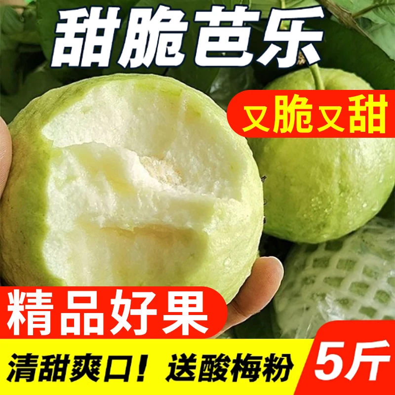 现摘现发芭乐白心番石榴低糖低脂清甜脆爽应季新鲜水果产地直销