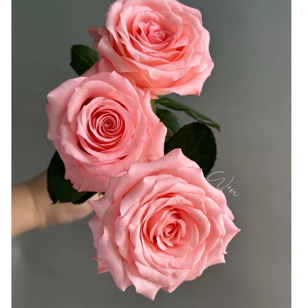 戴安娜玫瑰（经典粉色）