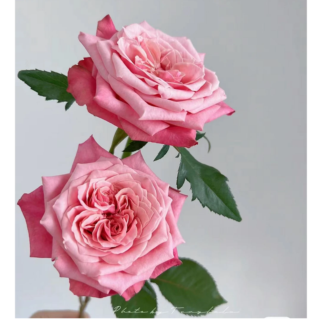 闺蜜玫瑰（好开/耐养/奥斯丁花型）