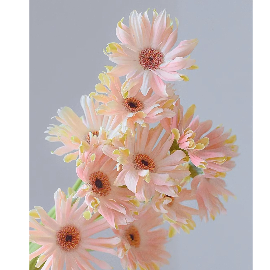 稀有扶郎花（高级耐养品种）