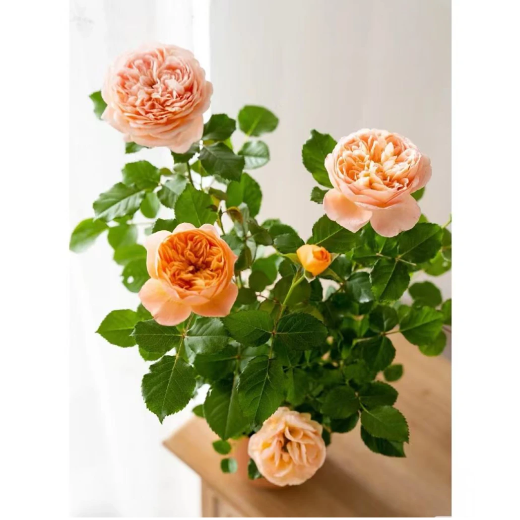 迪瑞特-优质多头小玫瑰盆栽（稀有品种）