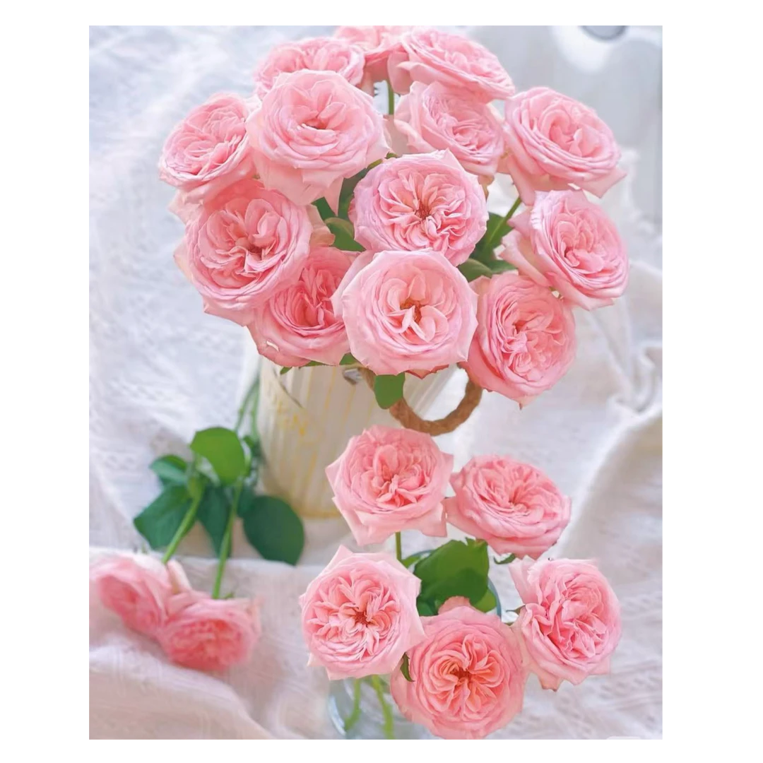 粉荔枝玫瑰（粉色经典）