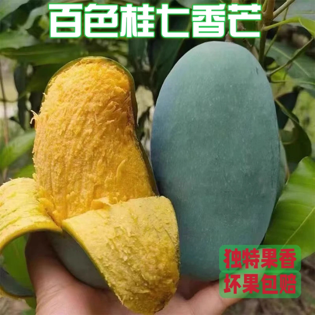 【桂七香芒】9斤带箱礼盒装广西田东老树桂七芒果新鲜味坏果包赔