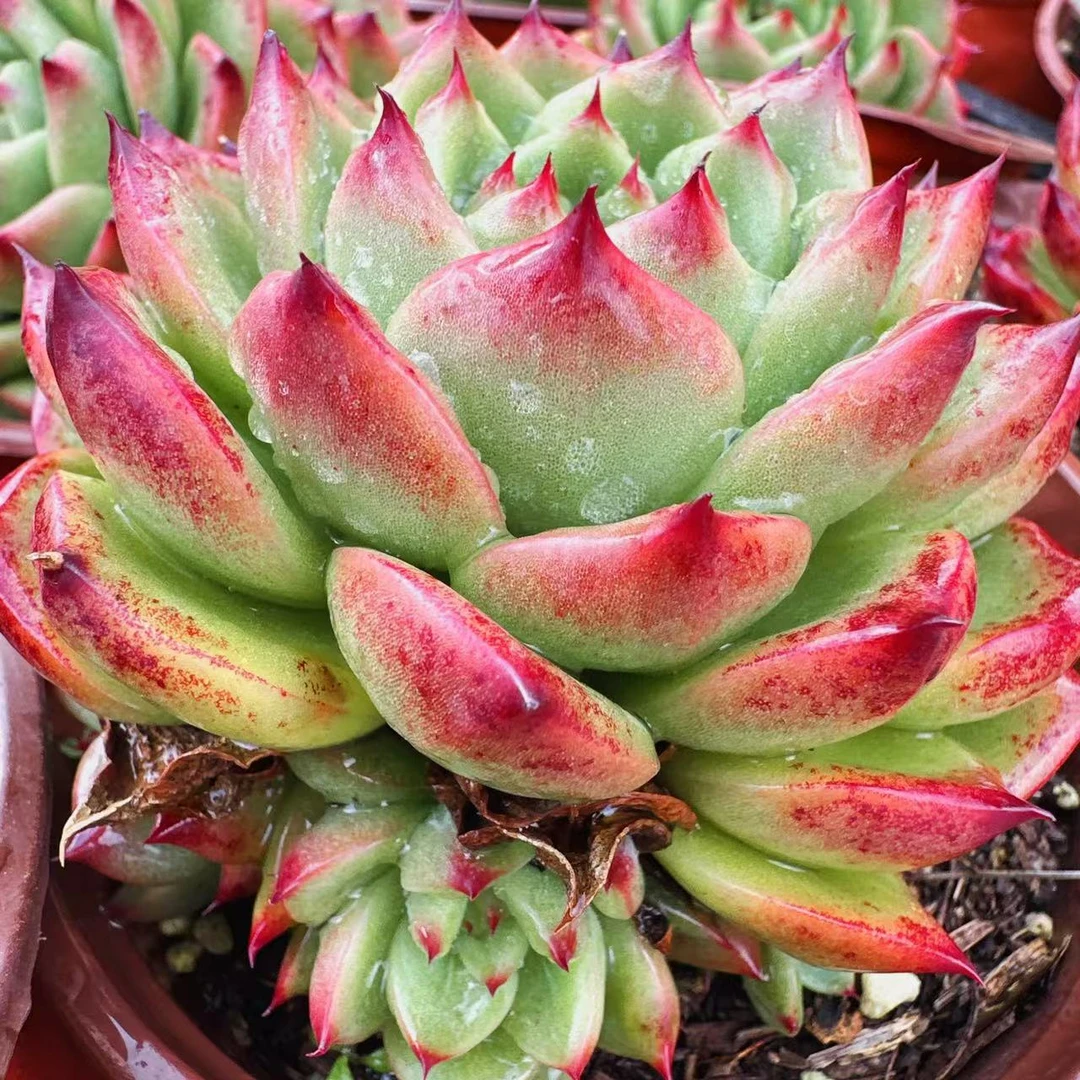 查尔斯顿多肉植物  （满两单包邮云南昆明基地直发）
